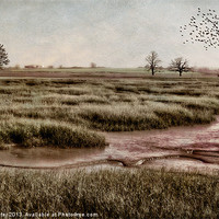 Buy canvas prints of The Marsh by Kim Slater
