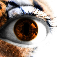 Buy canvas prints of Tigers Eye by Kim Slater