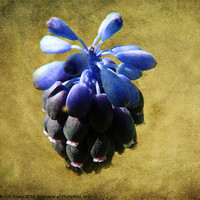 Buy canvas prints of Grape Hyacinth by Kim Slater