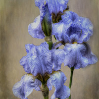 Buy canvas prints of Iris by Kim Slater