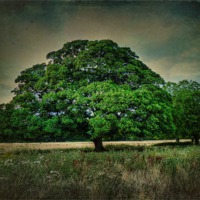 Buy canvas prints of The Tree by Kim Slater