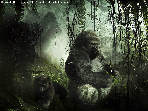 Gorillas in the mist Picture Board by Kim Slater