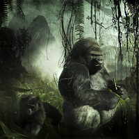 Buy canvas prints of Gorillas in the mist by Kim Slater