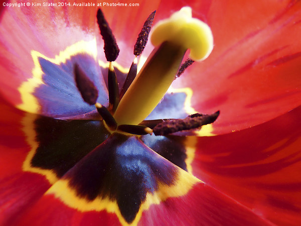 Tulip Picture Board by Kim Slater