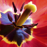 Buy canvas prints of Tulip by Kim Slater