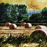 Buy canvas prints of  Harvest by Kim Slater