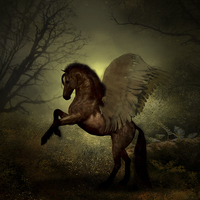 Buy canvas prints of  The Winged Horse by Kim Slater