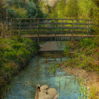 Buy canvas prints of  Leybourne Lakes by Kim Slater