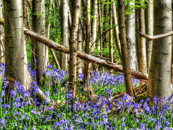  Bluebells Picture Board by Kim Slater