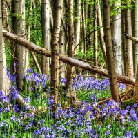 Buy canvas prints of  Bluebells by Kim Slater