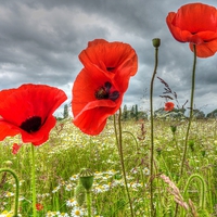 Buy canvas prints of  Poppies by Kim Slater