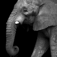 Buy canvas prints of  Elephant by Kim Slater