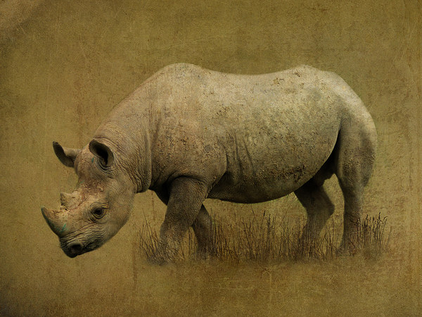 Black Rhino Picture Board by Kim Slater