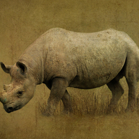 Buy canvas prints of  Black Rhino by Kim Slater