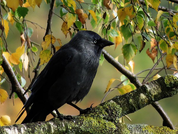  Jackdaw Picture Board by Kim Slater