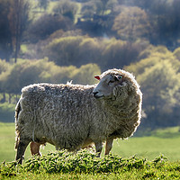 Buy canvas prints of The Sheep by Kim Slater