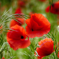 Buy canvas prints of Poppies by Kim Slater