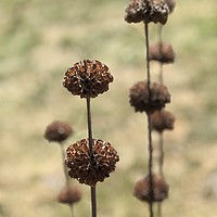 Buy canvas prints of Seed Heads by Kim Slater