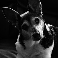 Buy canvas prints of Jack Russell by Kim Slater