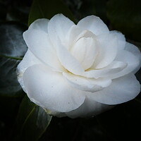 Buy canvas prints of Camellia’s first bloom by Kim Slater