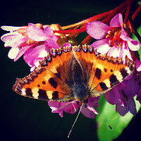Buy canvas prints of Tortoise shell butterfly by Kim Slater