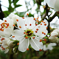 Buy canvas prints of Hawthorn Blossom by Kim Slater