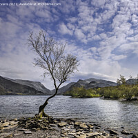 Buy canvas prints of Llyn Padarn Llanberis Snowdonia  by Adrian Evans