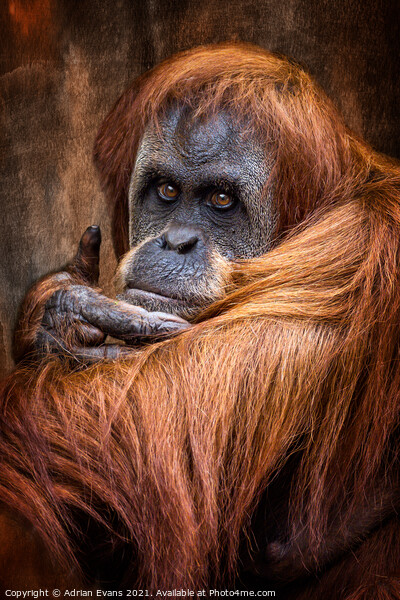 Orangutan Picture Board by Adrian Evans