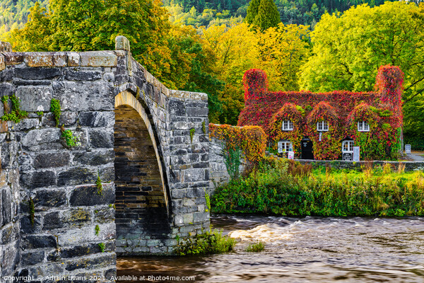 Llanrwst Ivy Cottage Picture Board by Adrian Evans