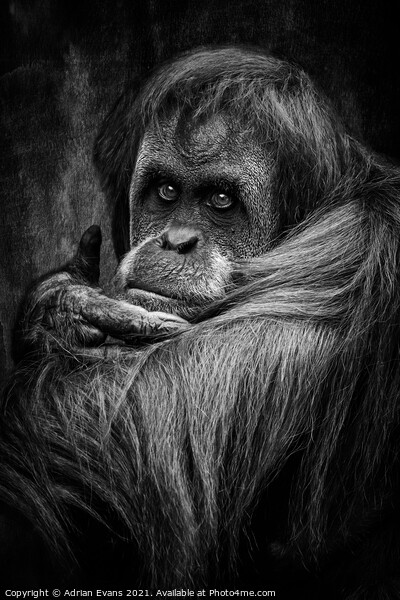 Sumatran Orangutan Picture Board by Adrian Evans
