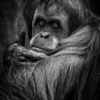Buy canvas prints of Sumatran Orangutan by Adrian Evans