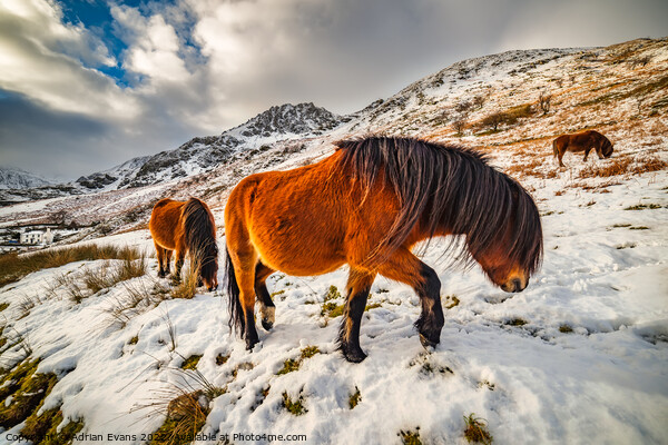 Feral Horses Snowdonia Picture Board by Adrian Evans