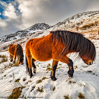 Buy canvas prints of Feral Horses Snowdonia by Adrian Evans