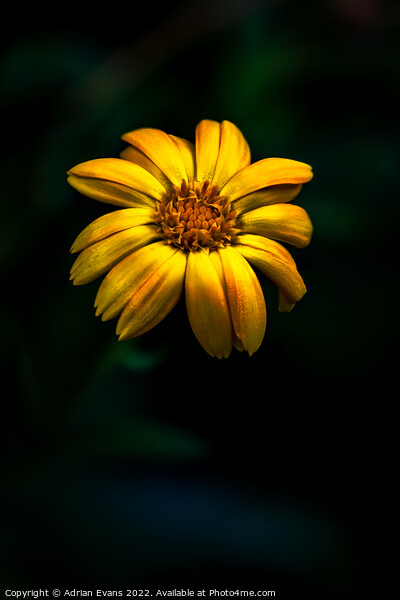 Yellow Bidens Flower Picture Board by Adrian Evans
