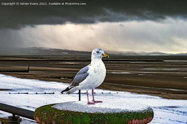 Herring Gull In The Snow Picture Board by Adrian Evans