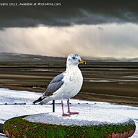 Buy canvas prints of Herring Gull In The Snow by Adrian Evans