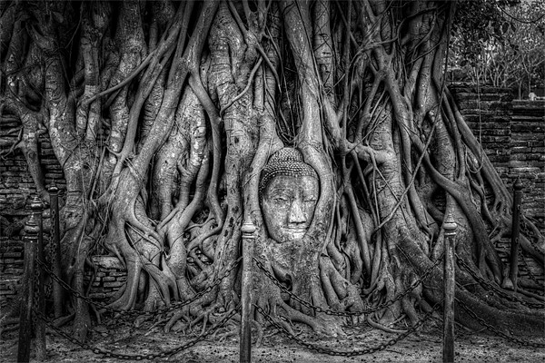 Buddha Head in Banyan Tree Picture Board by Adrian Evans