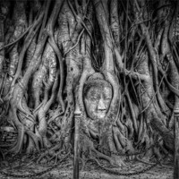 Buy canvas prints of Buddha Head in Banyan Tree by Adrian Evans