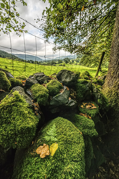 Mossy Wall Picture Board by Adrian Evans