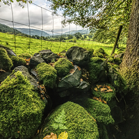 Buy canvas prints of Mossy Wall by Adrian Evans