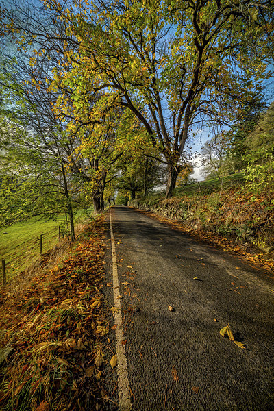 Autumn Country Road Picture Board by Adrian Evans