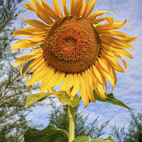 Buy canvas prints of Blooming Sunflower by Adrian Evans