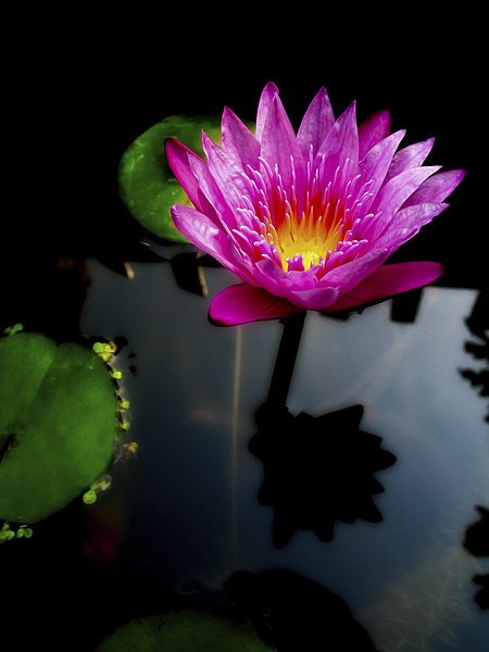 Water Lily Picture Board by Adrian Evans
