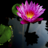 Buy canvas prints of Water Lily by Adrian Evans