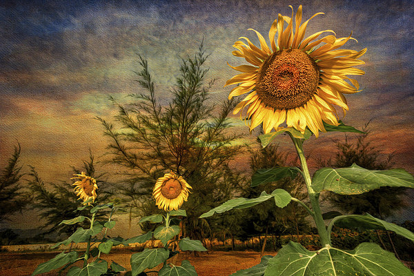 Three Sunflowers Picture Board by Adrian Evans