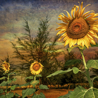 Buy canvas prints of Three Sunflowers by Adrian Evans