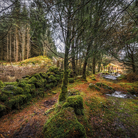 Buy canvas prints of Into the Woods by Adrian Evans