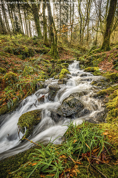 Forest Stream Picture Board by Adrian Evans