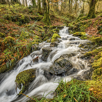 Buy canvas prints of Forest Stream by Adrian Evans