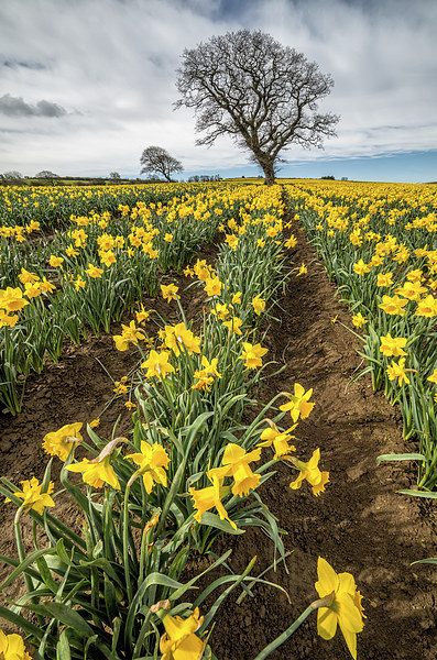 Rows of Daffodils Picture Board by Adrian Evans